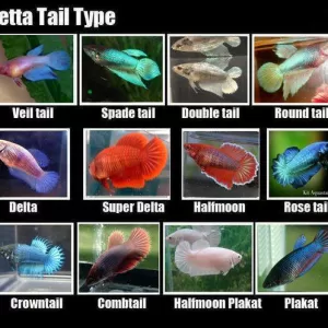 Betta Fish