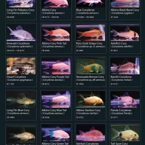 Corydoras