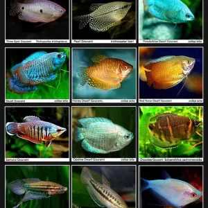 Gouramis Fish