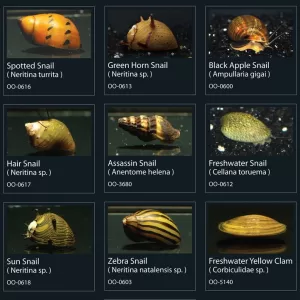 Aquarium Snails