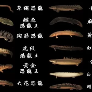 Bichir Fish