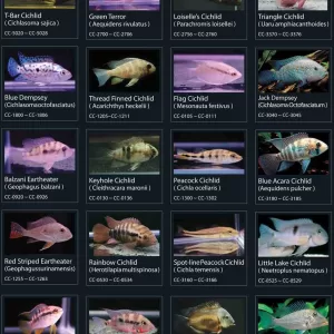 Cichlids Fish
