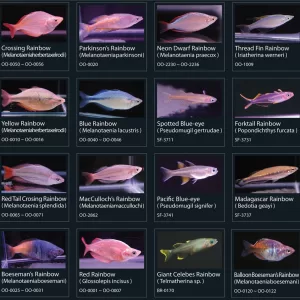 Rainbowfish
