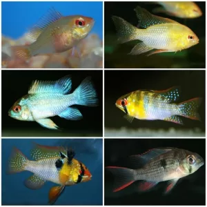 Ramirezi Fish