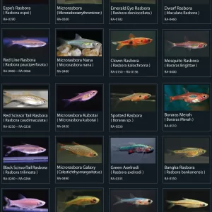 Rasbora Fish