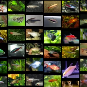 Tetra Fish