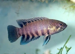 Dwarf Ctenopoma