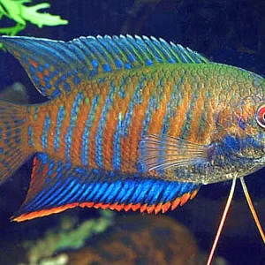 Banded Gourami