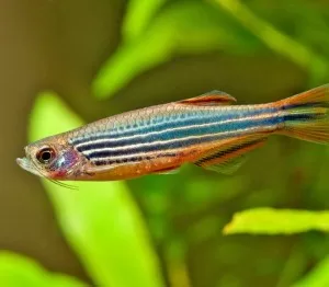 Red Finned Danio