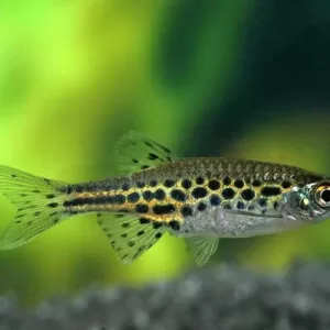 Gold Ring Danio