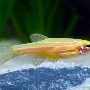 Gold Striped Danio
