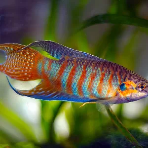 Paradise Gourami