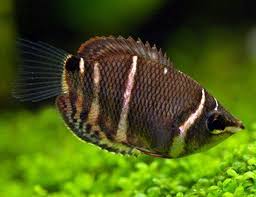 Chocolate Gourami
