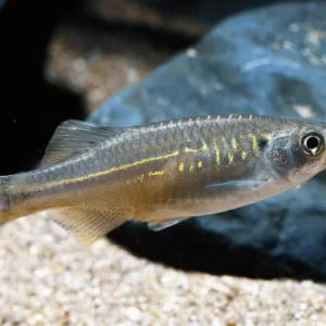 Laos Danio