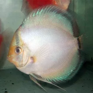 Ghost Discus