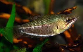 Giant Chocolate Gourami