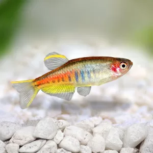 Glowlight Danio