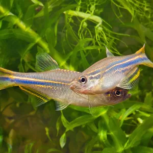 Hikari Danio