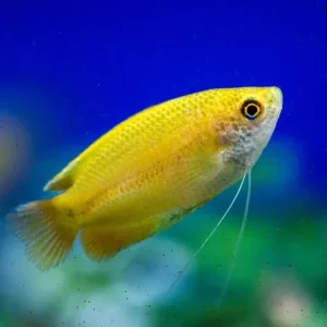 Honey Gourami
