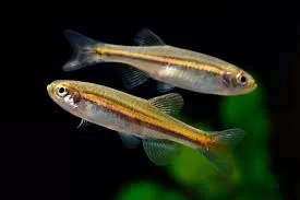 Jaintia Danio