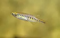 Lake Inle Danio