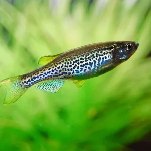Leopard Danio