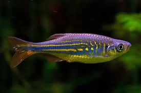 Malabar Danio