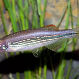 Meghalaya Danio