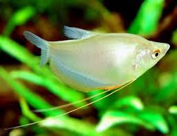 Moonlight Gourami