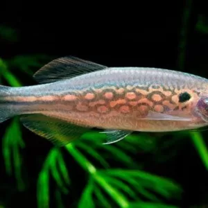 Moustached Danio