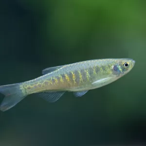 Panther Danio