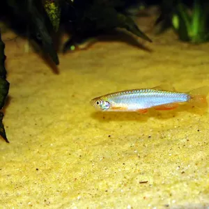 Pearl Danio