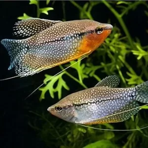 Pearl Gourami