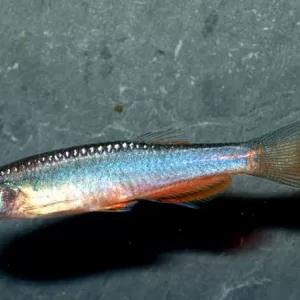 Rose Danio