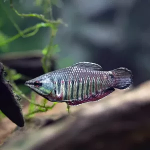 Samurai Gourami