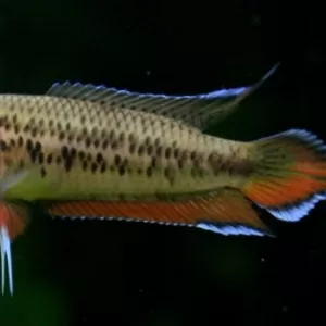 Spike Tailed Paradise Fish