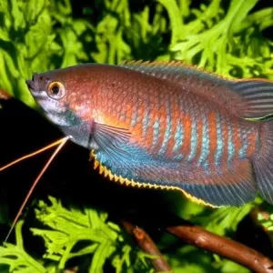 Thick Lipped Gourami