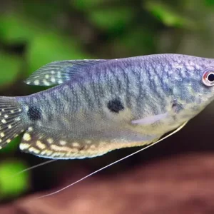 Three Spot Gourami