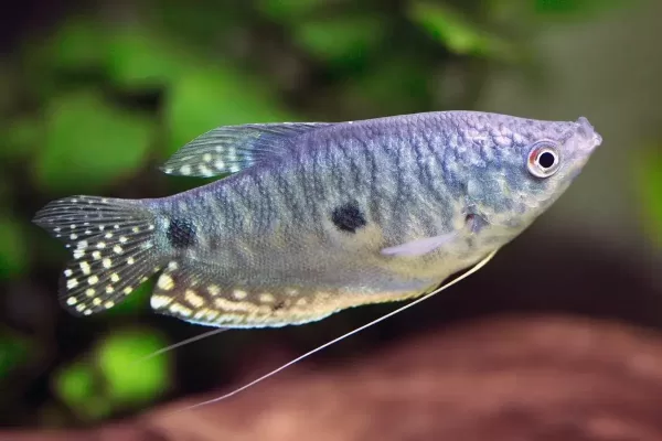 Three Spot Gourami