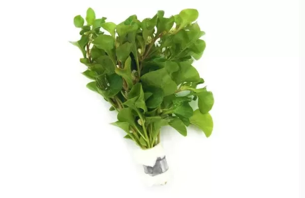 Alternanthera Bettzickiana Green - Image 3