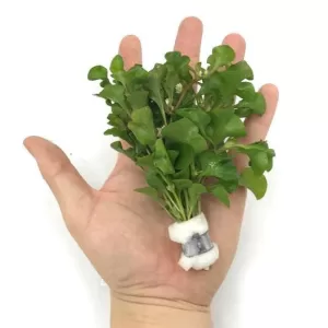 Alternanthera Bettzickiana Green