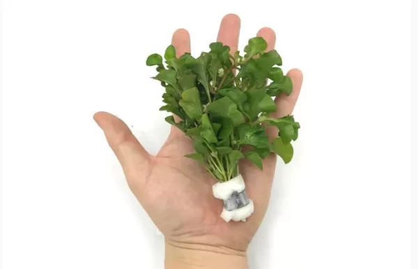 Alternanthera Bettzickiana Green