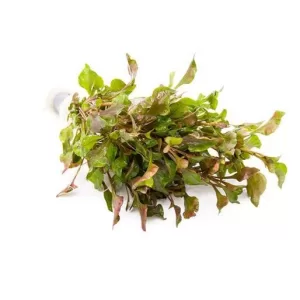 Alternanthera Bettzickiana Red