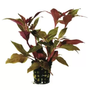 Alternanthera Cardinalis