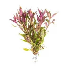 Alternanthera Lilacina