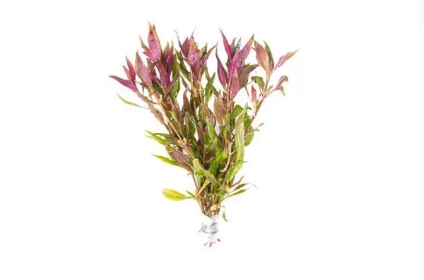 Alternanthera Lilacina
