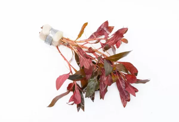 Alternanthera Reineckii - Image 2