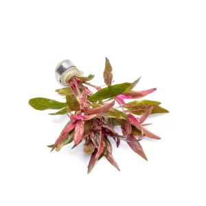 Alternanthera Reineckii