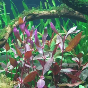 Alternanthera Species 'Red Round'