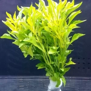 Alternanthera bettzickiana ‘Aurea’